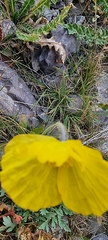 Papaver croceum
