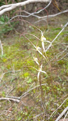 Image of Caladenia capillata by (c) Rosalie Lawrence, some rights reserved (CC BY)
