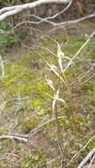 Caladenia capillata
