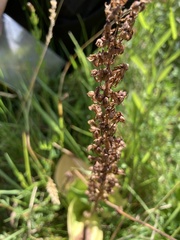 Neottia ovata
