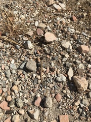 Ophisops elegans macrodactylus