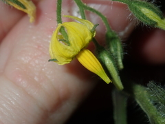 Solanum lycopersicum