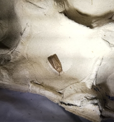 Amphipyra tragopoginis