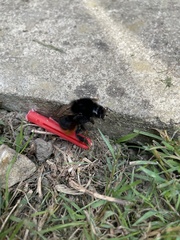 Bombus lapidarius