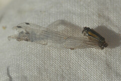 Enallagma cyathigerum