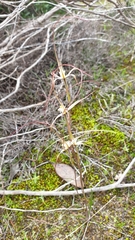 Caladenia capillata