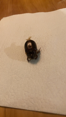 Scarabaeidae