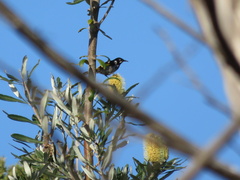 Phylidonyris novaehollandiae