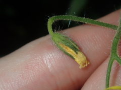 Solanum lycopersicum