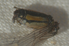 Enallagma cyathigerum