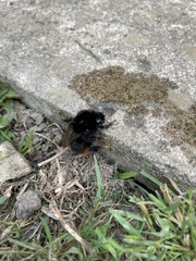 Bombus lapidarius