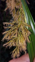 Carex ramosa