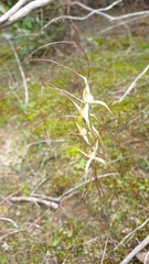 Caladenia capillata