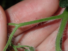 Solanum lycopersicum