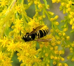 Vespula vidua