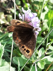 Erebia