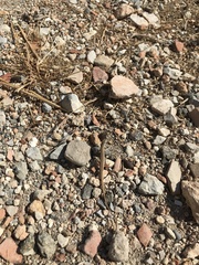 Ophisops elegans macrodactylus