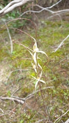 Caladenia capillata