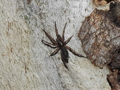Araneae