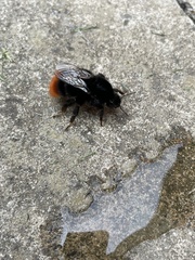 Bombus lapidarius