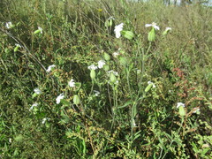 Silene latifolia alba