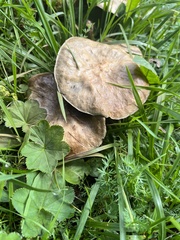 Lyophyllum decastes