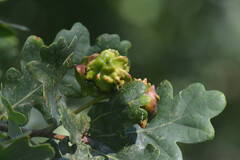 Andricus quercuscalicis