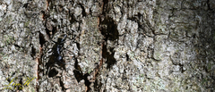 Camponotus japonicus