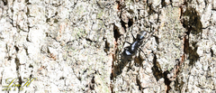 Camponotus japonicus