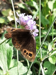 Erebia