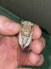 Megatibicen dealbatus