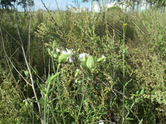 Silene latifolia alba