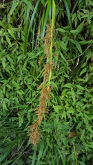 Carex ramosa
