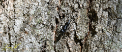Camponotus japonicus