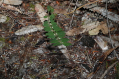 Bossiaea heterophylla