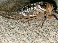 Megatibicen dealbatus