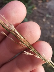 Poaceae