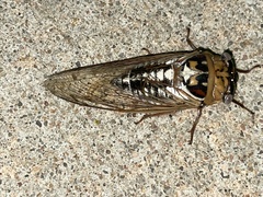 Megatibicen dealbatus