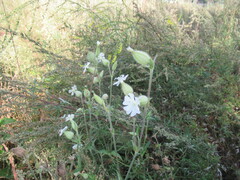 Silene latifolia alba