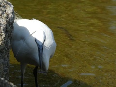 Egretta garzetta