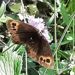Erebia