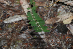 Bossiaea heterophylla