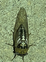Megatibicen dealbatus
