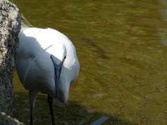 Egretta garzetta