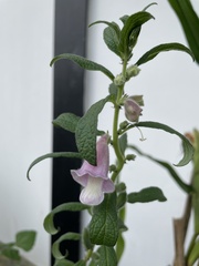 Sesamum indicum