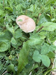Gyroporus castaneus