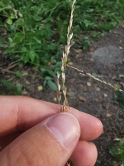 Poaceae