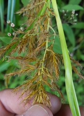 Carex ramosa