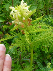 Pedicularis foliosa