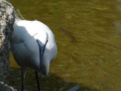 Egretta garzetta
